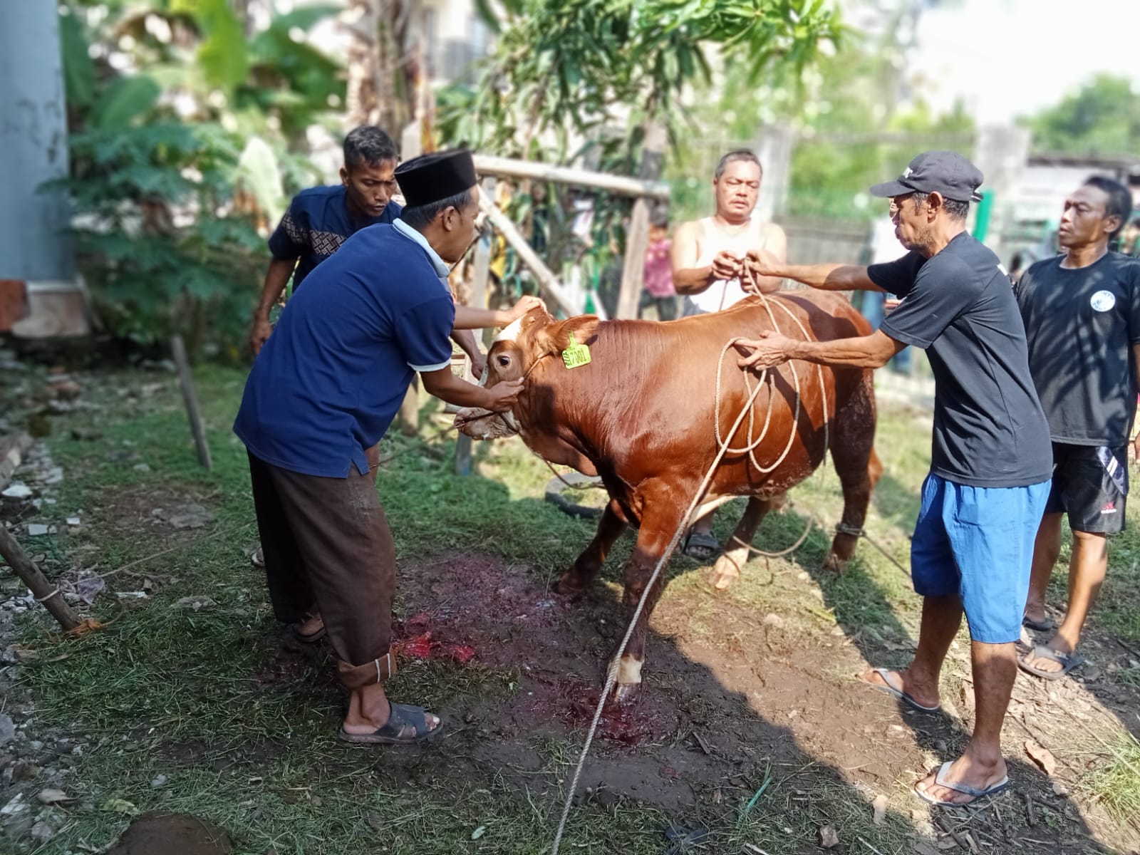 Hewan kurban yang disalurkan oleh Kantor Imigrasi Kelas I TPI Cirebon dalam rangka Hari Raya Idul Adha 1447 H, Rabu (27/5/2026).